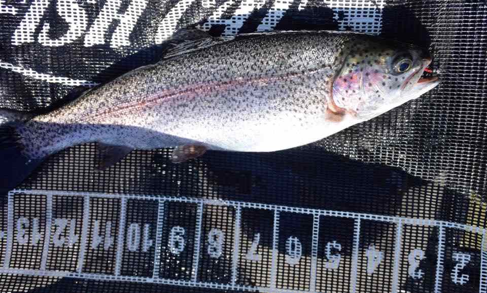 Rainbow Trout fly fishing in BC