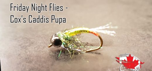 Friday Night Flies - Cox's Caddis Pupa