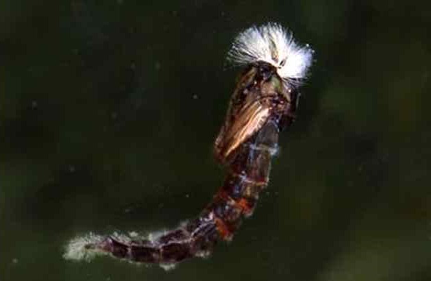 learn how to tie and fly fish with Chironomids